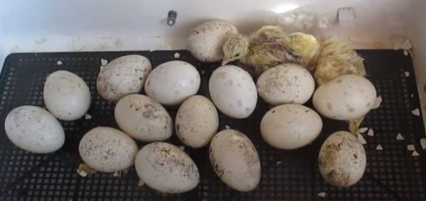  Incubadora de huevo de pavo