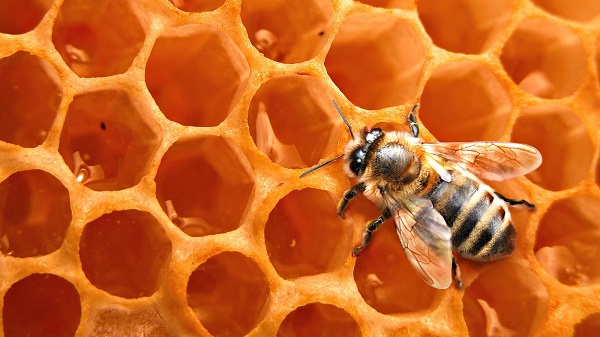  cera de abejas