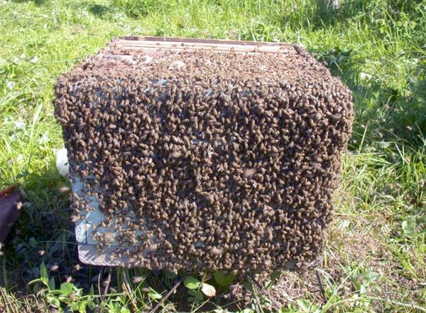  Enjambre de abejas