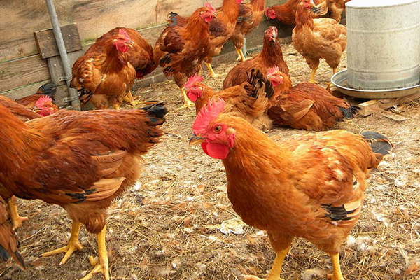  Pollos domésticos en la pluma