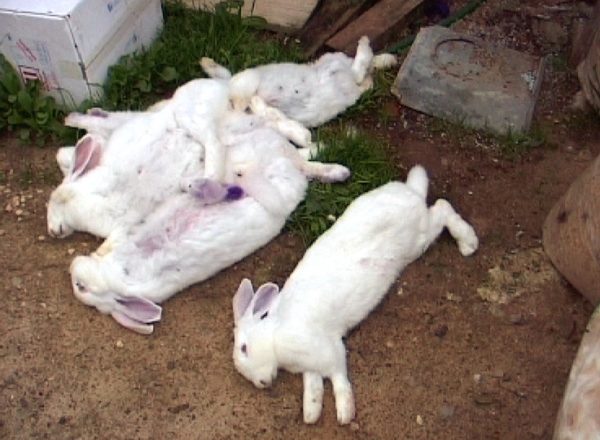  Conejos muertos