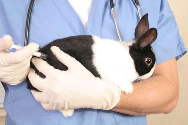  ¿Qué vacunas hacen los conejos y cuándo?