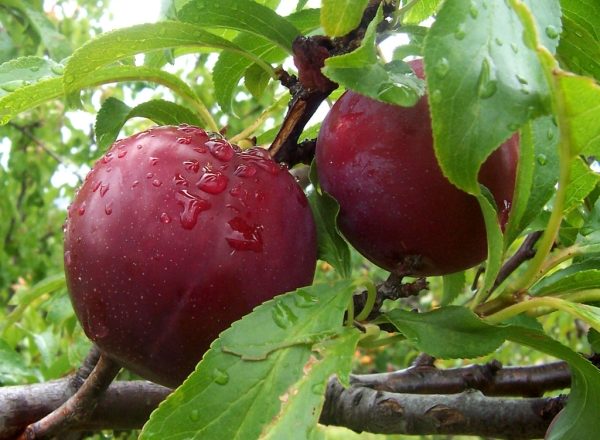  Variedad de Plum Candy: descripción y especificaciones, plantación y cuidado.