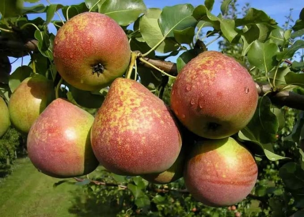  Descripción y características de la variedad de peras Mármol, ventajas y desventajas.