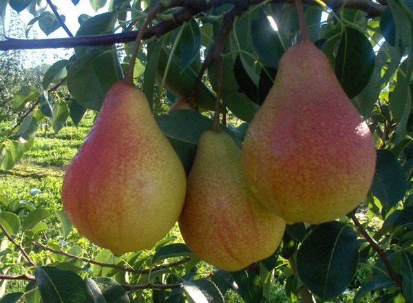  Fruta de pera