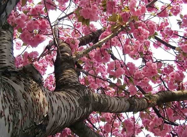  Cereza japonesa Sakura: características descriptivas del árbol, plantación, cuidado, variedades.
