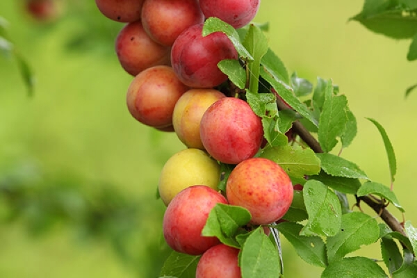  La ciruela fructífera depende de la variedad y la correcta plantación del árbol.