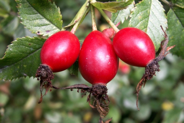  La rosa mosqueta y sus frutos, raíces y semillas: propiedades útiles, uso, contraindicaciones, recetas de la medicina tradicional.