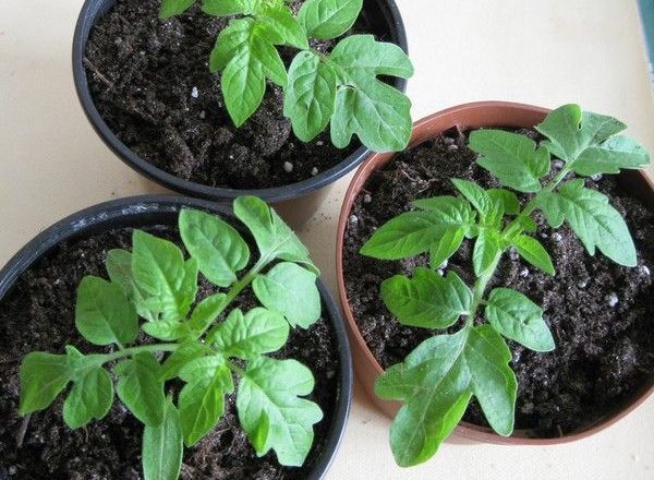  ¿Qué hacer si las plántulas de tomate no crecen después de la recolección?