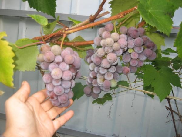  Las bayas para hacer vino es mejor recolectar a mediados de otoño.