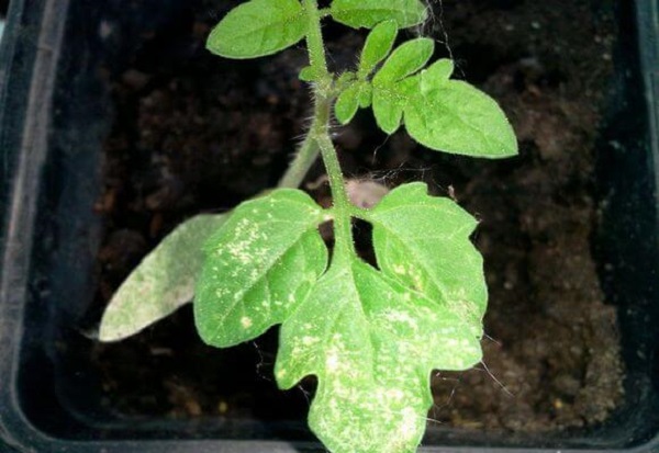  hojas a su vez plántulas blancas de tomate