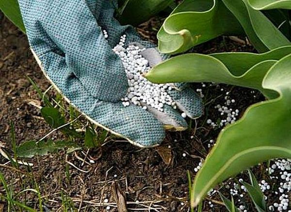  Fertilizantes nitrogenados para plantas.