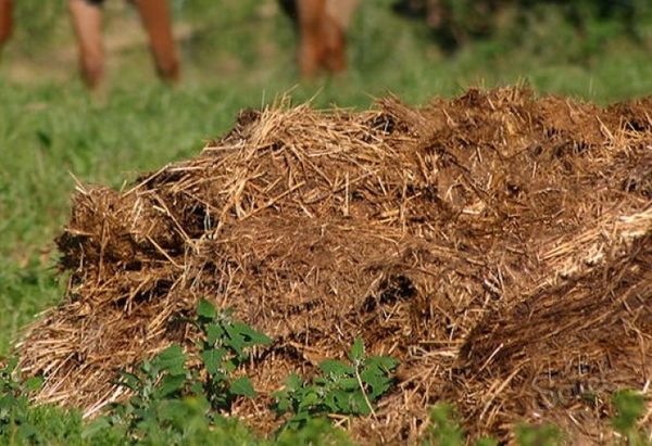  El abono de paja fertilizante aumenta el rendimiento de estiércol en 2 veces