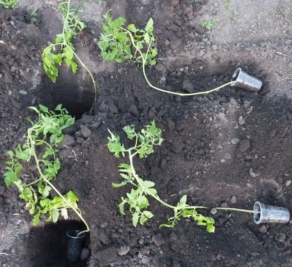  Cómo plantar semillas de tomate demasiado crecidas