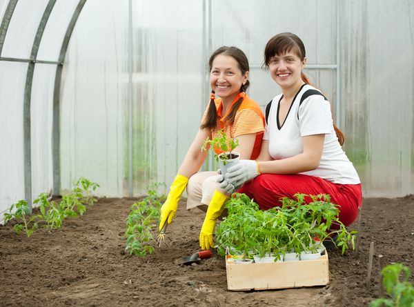  Trasplantes de semilleros en invernaderos comienzan a finales de abril