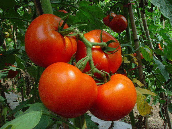  Variedad Taman recomendada para cultivar en un invernadero en el sur del país.