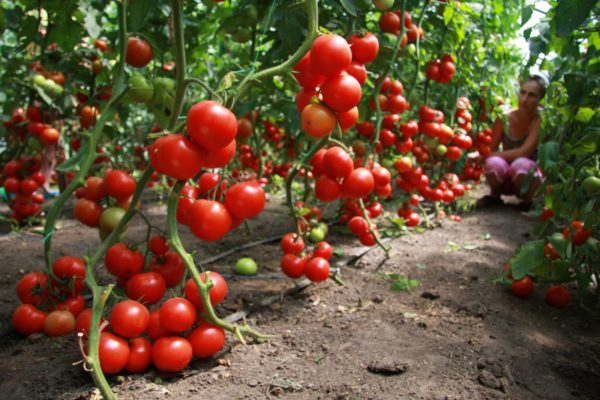  Los tomates son considerados como uno de los mejores antecesores de los pepinos.
