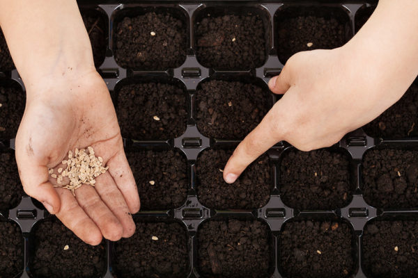  Si se desea, las semillas se pueden sembrar en un recipiente separador.