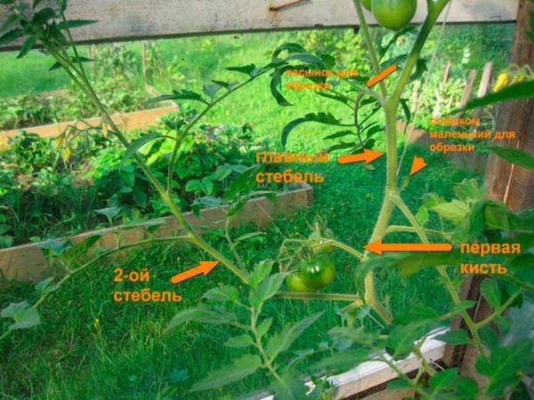  El esquema de eliminación de exceso de brotes en tomates.