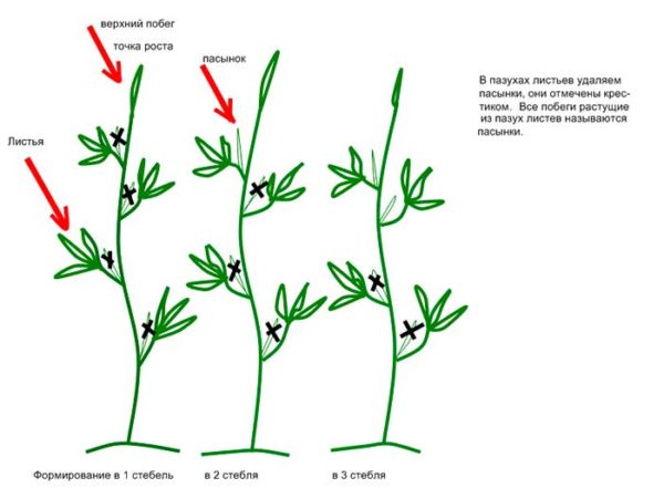  Esquema de formación de arbustos en 1-2-3 tallos.
