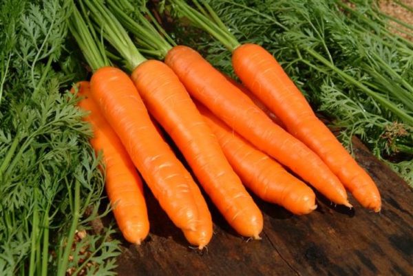  buena cosecha de zanahoria