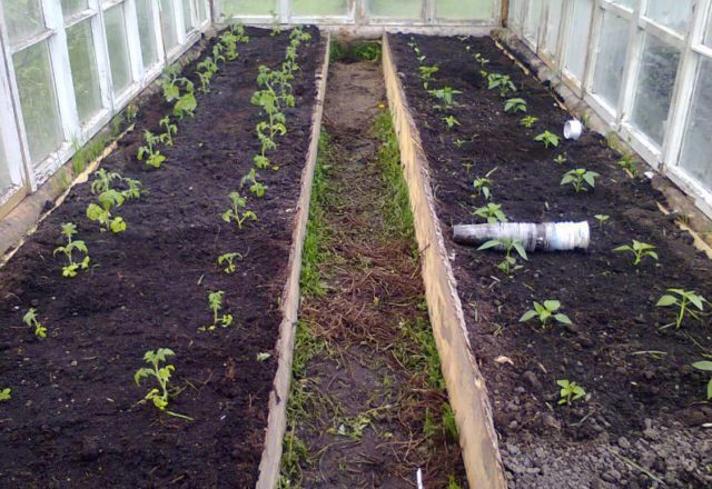  Cuándo plantar tomates en un invernadero en Siberia